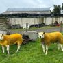 Pedigree Texel shearling rams Image 3