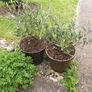 three olive trees two years old, includes pots. Image 4