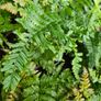 Large Fern Plants, Three Euros Image 10