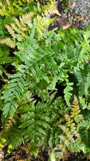 Large Fern Plants, Three Euros