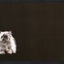 2014 Ireland Cats Commemorative Stamp Booklet Mint Never Hinged (MNH). Hibernian HB202. Photos of contents shown. Image 2