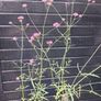 Purple flowering Verbena Image 5