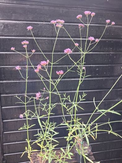 Purple flowering Verbena