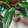 Monstera Standleyana Image 3