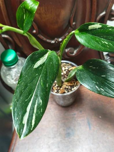 Monstera Standleyana