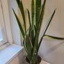 Sansevieria Laurentii Image 3