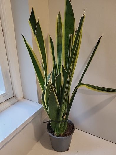 Sansevieria Laurentii