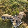 kune kune pigs Image 9