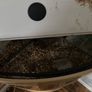 60L fish Tank w/ Pump and filter Image 3