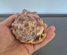 Large Shell Home decor
