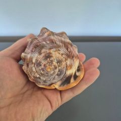 Large Shell Home decor