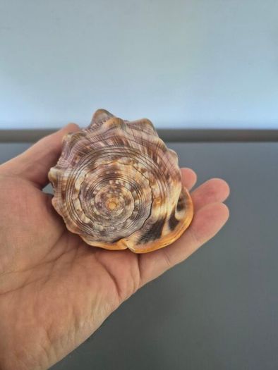 Large Shell Home decor