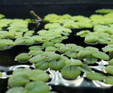 Aquarium Plants (Floating also)