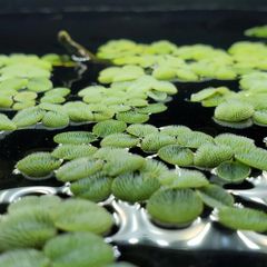 Aquarium Plants (Floating also)