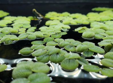 Aquarium Plants (Floating also)
