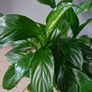 plant Image 2