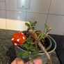 Cute Jade Plant great for Propagation! Image 2