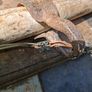 This Antique 19th Century Wooden Single Tree used to connect a Horse or Ox to Farm Equipment. The item features handmade wooden construction with blacksmith-forged iron hook Stage or Movie Props Image 6