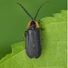 Black Firefly