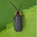 Black Firefly