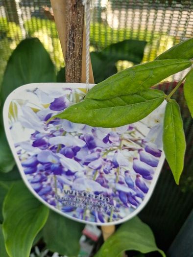 wisteria