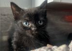 kitten