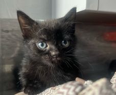 kitten