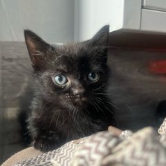 kitten