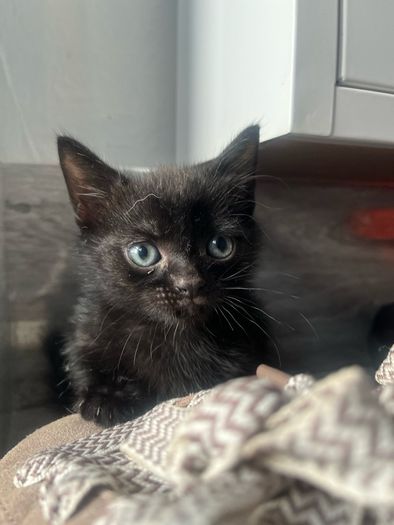 kitten