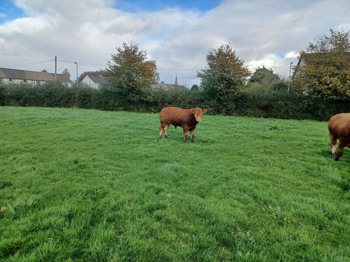 Limousin bull