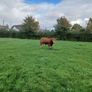 Limousin bull Image 4