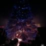 Christmas tree Image 2