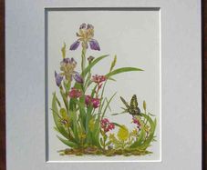 Print of a botanical watercolour painting by Patrick O Hara