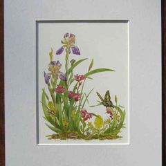 Print of a botanical watercolour painting by Patrick O Hara