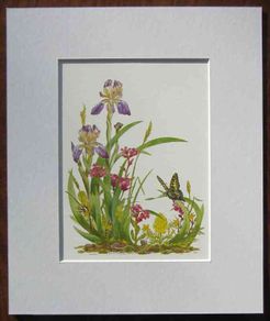 Print of a botanical watercolour painting by Patrick O Hara