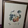 Antique engraving Duhamel, Poiteau, & Turpin - Pears Image 6