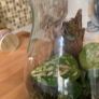 Bioactive terrarium Image 3