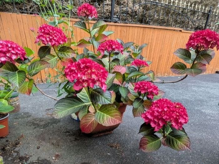 Hydrangea