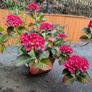 Hydrangea Image 4