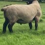 Suffolk Ram Image 4