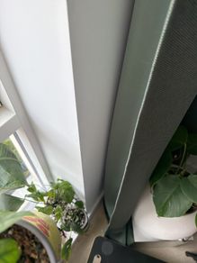 monstera siltepecana