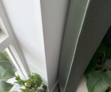 monstera siltepecana