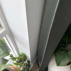 monstera siltepecana