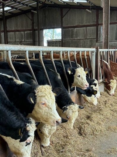 8 super white head bullocks