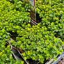 Herbs, Lavender, Strawberry Plants Image 3