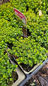 Herbs, Large Plants