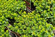 Herbs, Large Plants