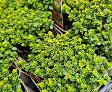 Herbs, Large Plants