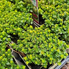 Herbs, Large Plants