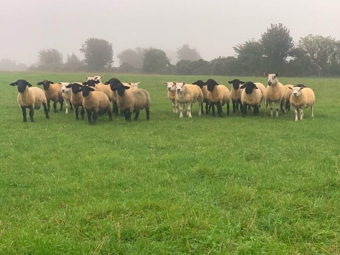 Pedigree Registered Suffolk & Texel Rams